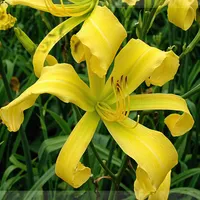 Debary Canary AHS image