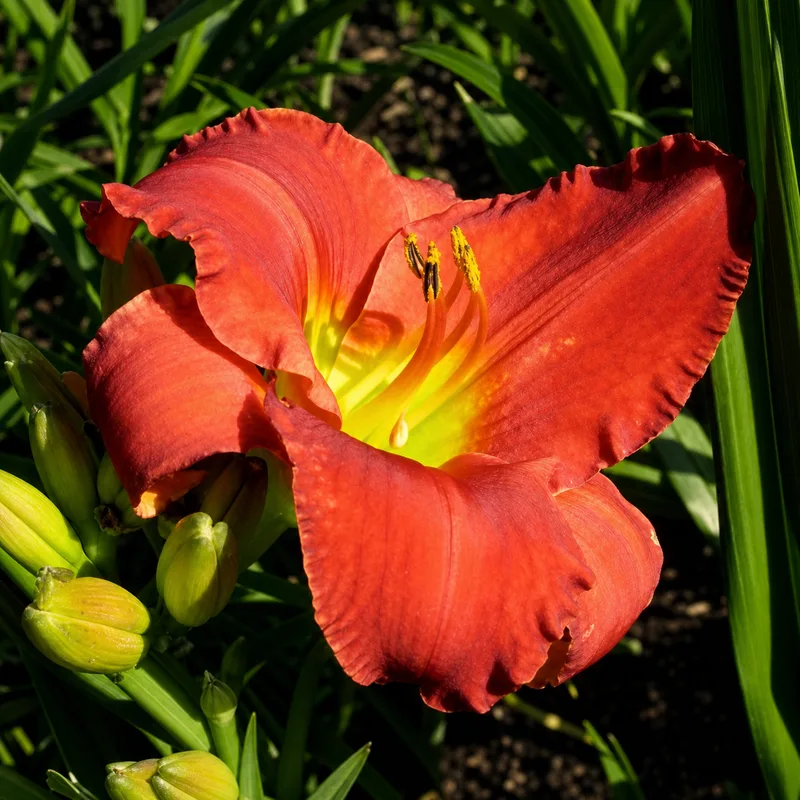 Broadmore Red
