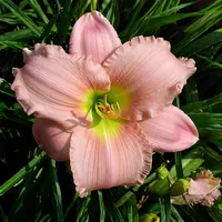 Blushing Pink Treasure AHS image