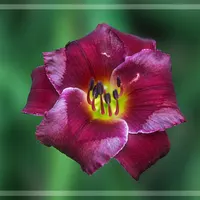 Purple Phantom AHS image