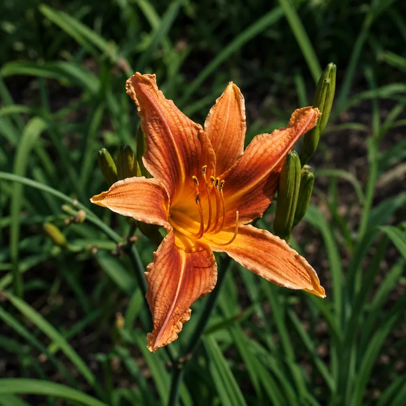 Bronze Glow
