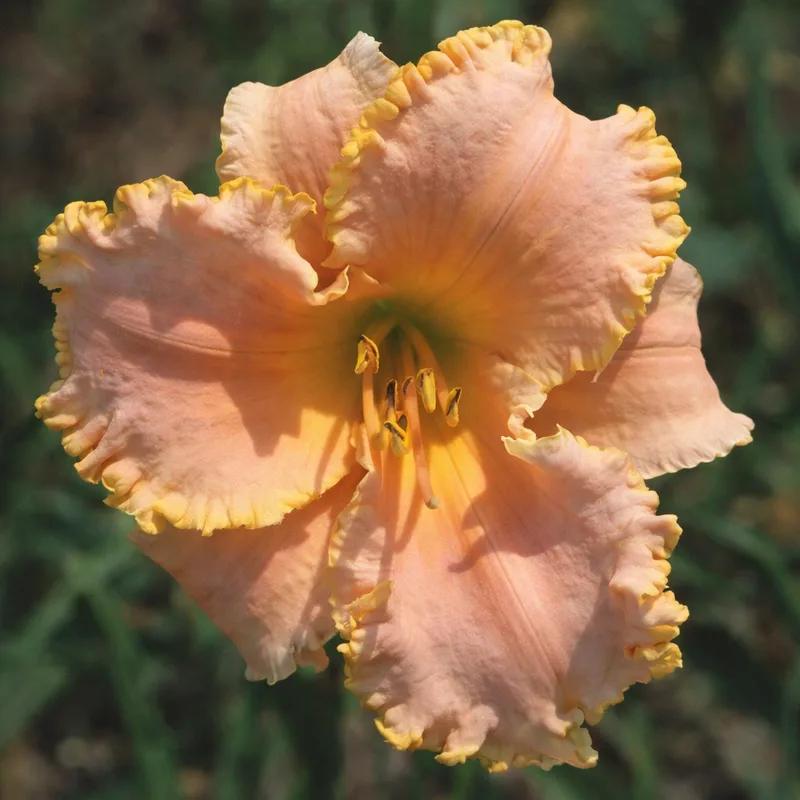 Blissful Brocade AHS image