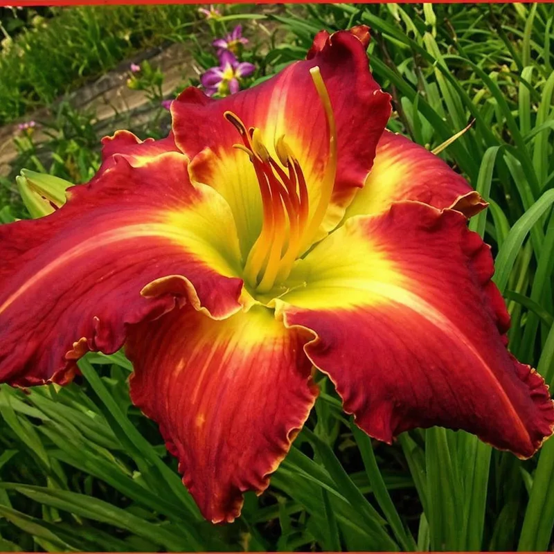 Texas Big Red daylily bloom