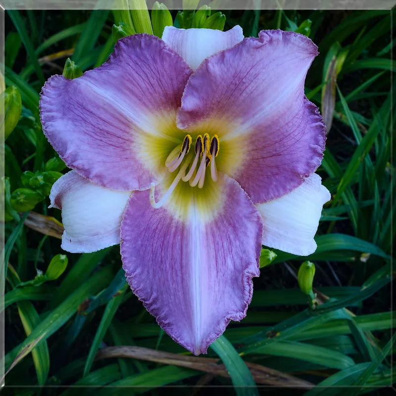 Lavender Fairy Tales AHS image