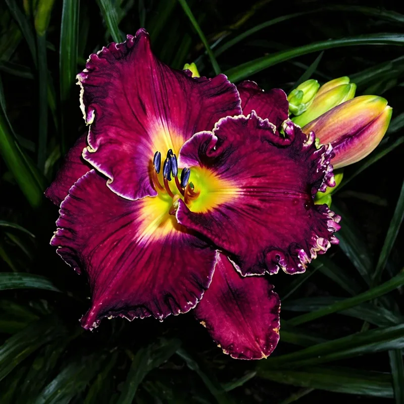 Spacecoast Royal Rumble daylily bloom