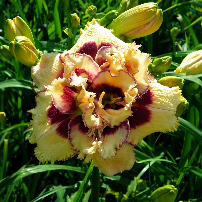 Spacecoast Two Eyed Jack daylily bloom