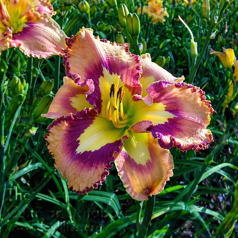 Spacecoast Behavior Pattern daylily bloom