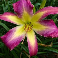 Ledgewood's Dragon Fly AHS image