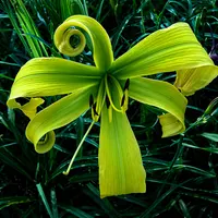 Green Inferno AHS image