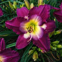 Purple Kaboom AHS image