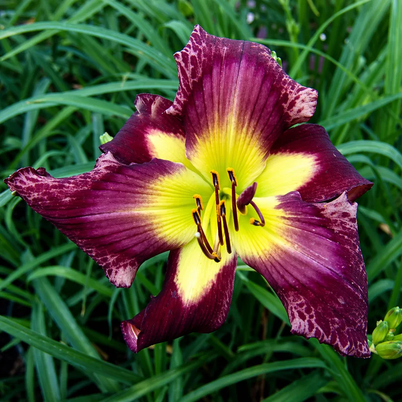 Purple Cheetah AHS image