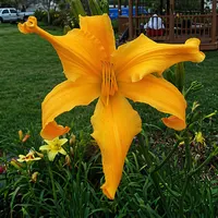 Reach for the Heavens AHS image