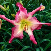 White Eyes Pink Dragon AHS image