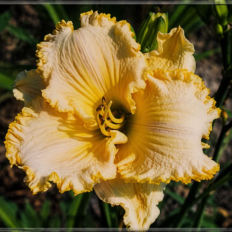 Recurring Ruffles AHS image