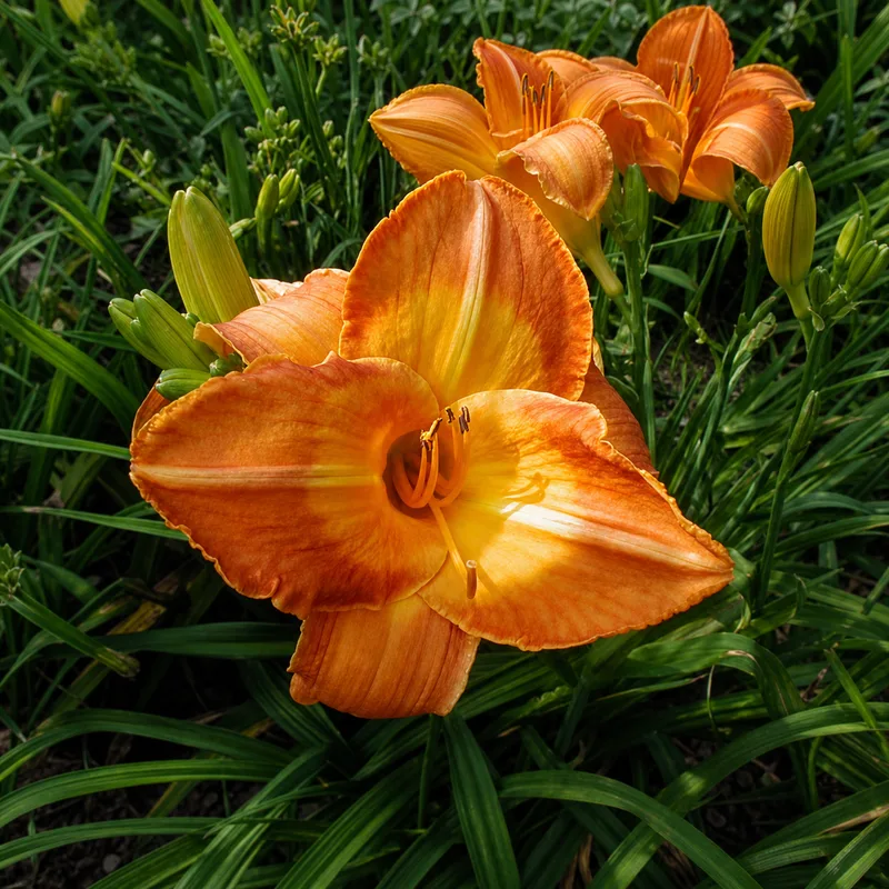 Amber Flare