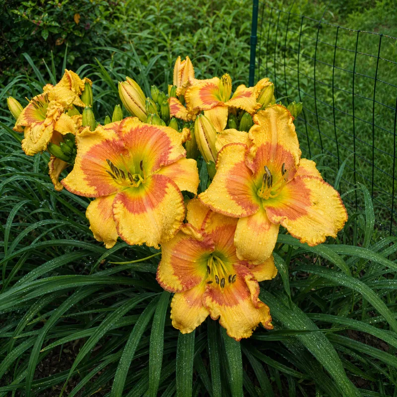 Apricot Champagne