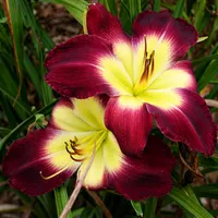 Sharon's Delight AHS image