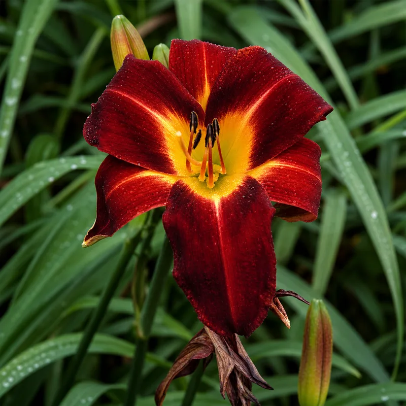 Dark Red Embers