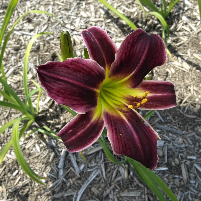 Burma Gem