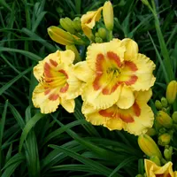 Opus Breakfast Bouquet AHS image