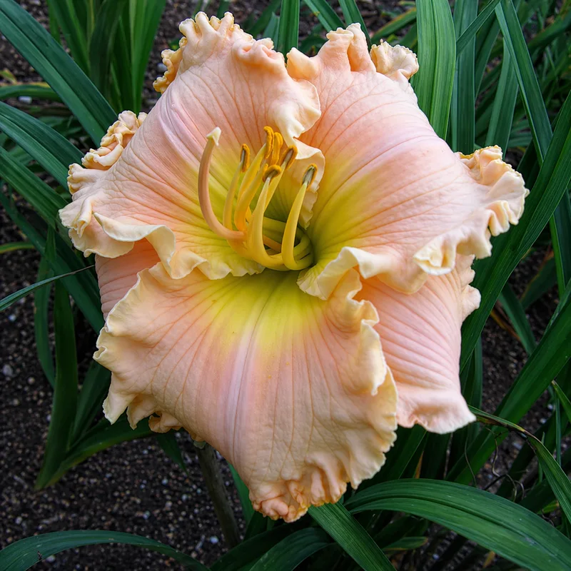 Pomp Perfect