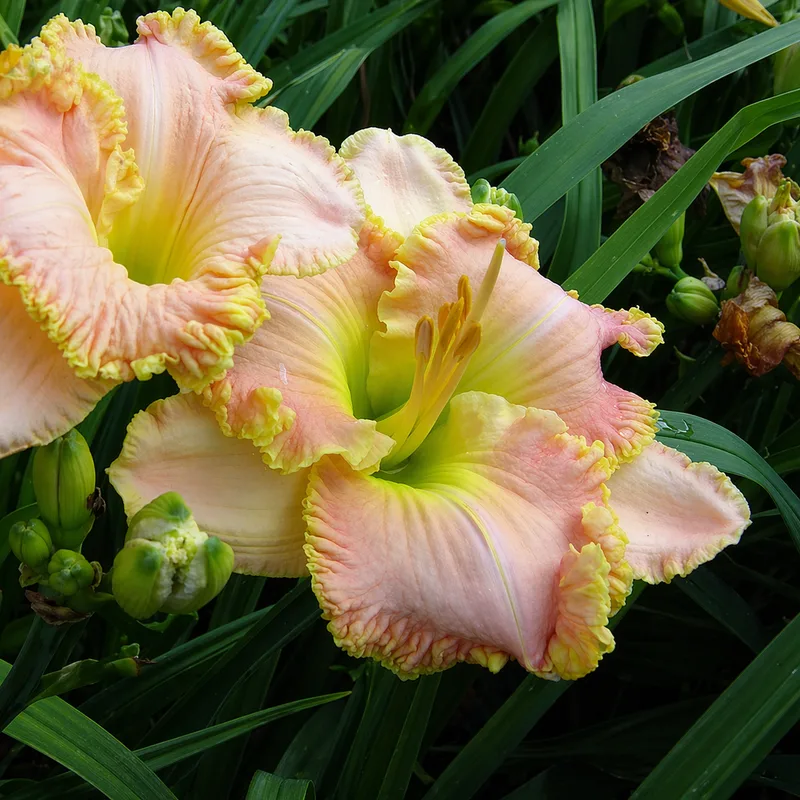 Elegant Harmony AHS image