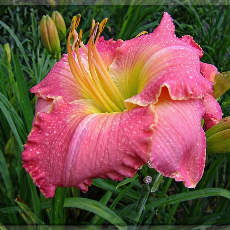 Mount Herman Morning Beauty daylily bloom