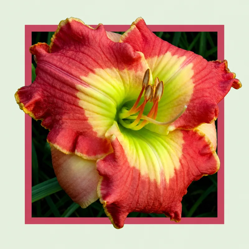 Adorned in Fuchsia