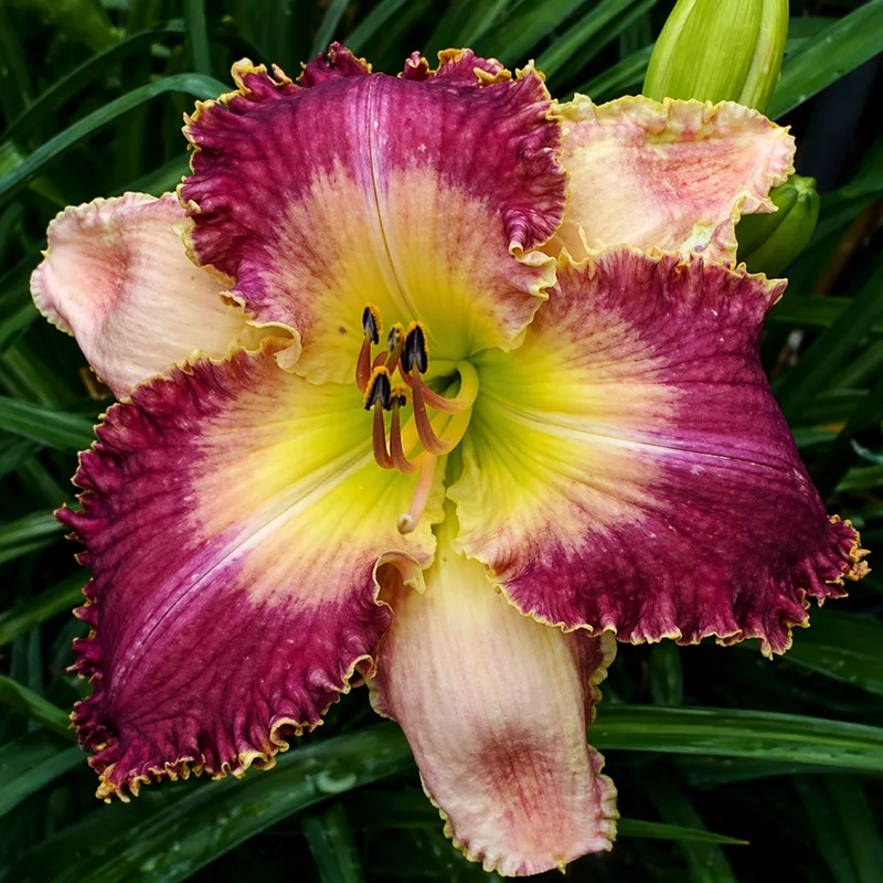 Geechee Ho-Down daylily bloom