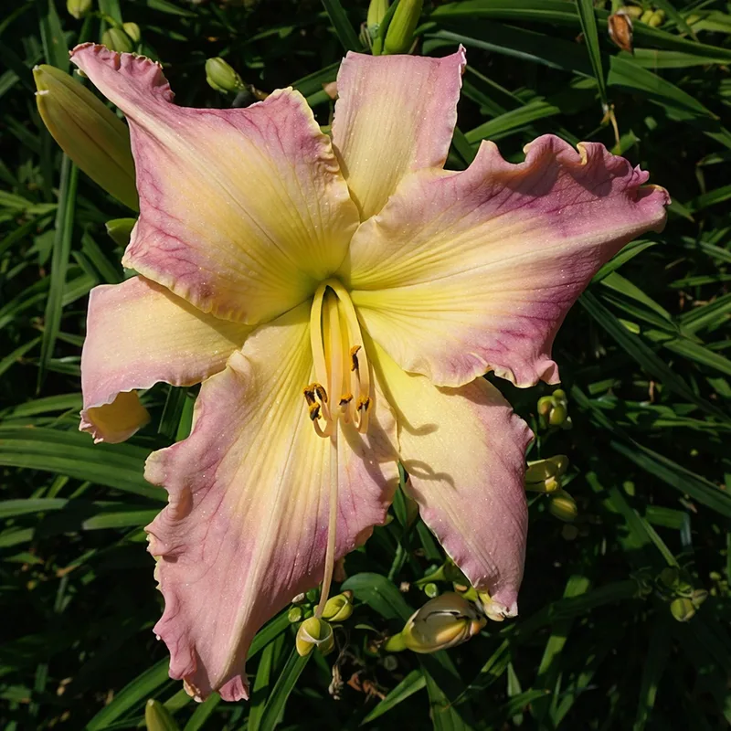 Pencil Thin Moustache daylily bloom