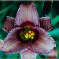 Drop of Coffee AHS image