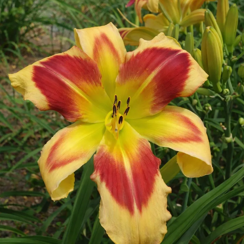 Bright Eyed and Bushy Tailed daylily bloom