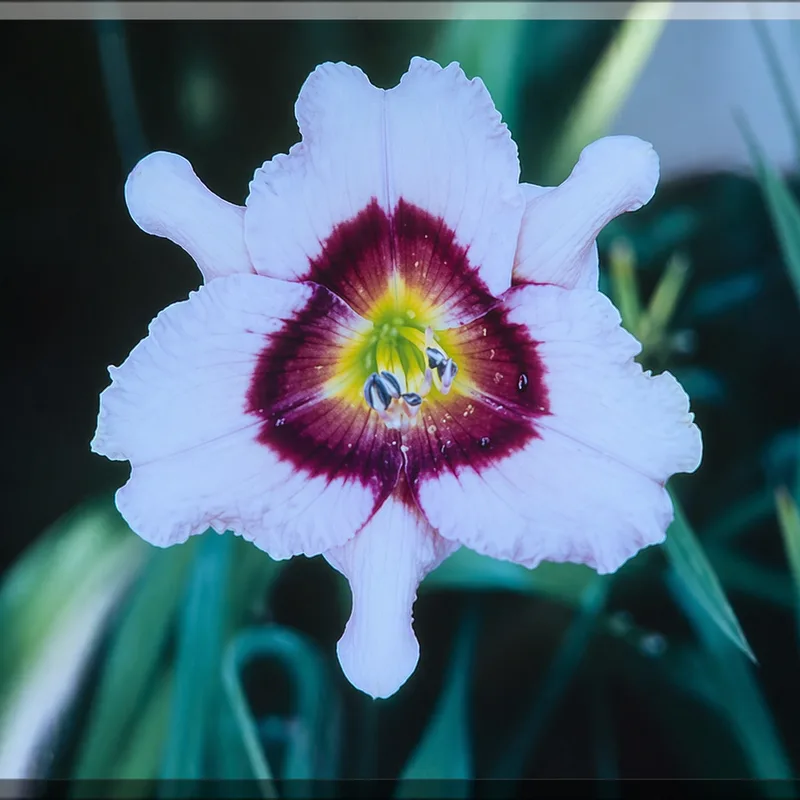 Pinched daylily bloom