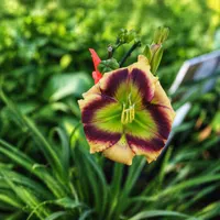 Green Derby AHS image
