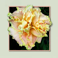 Coronation Dream AHS image