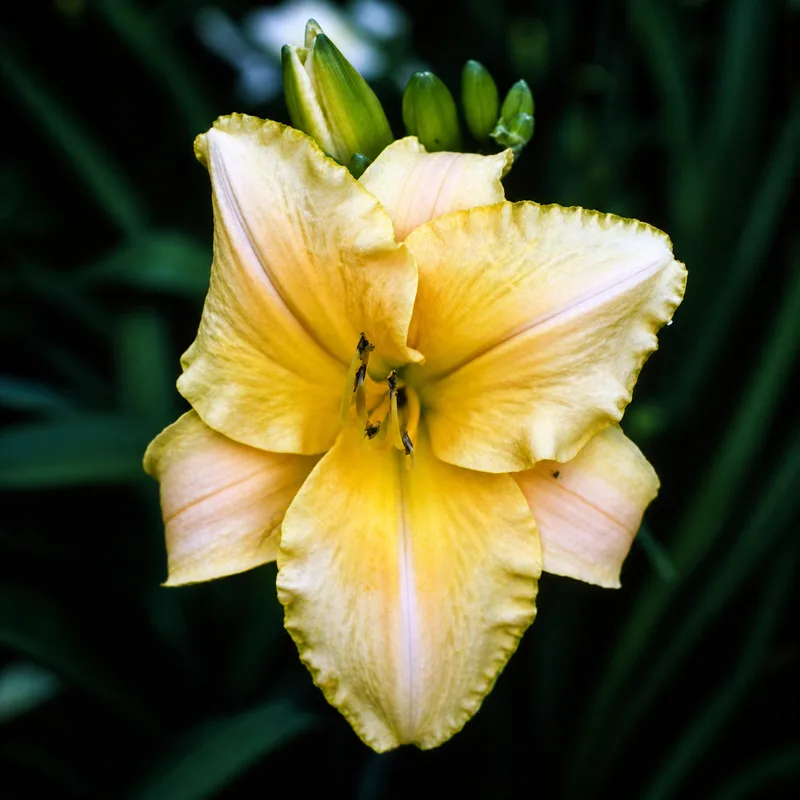 Butterscotch Bounce