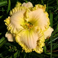 Jarad AHS image