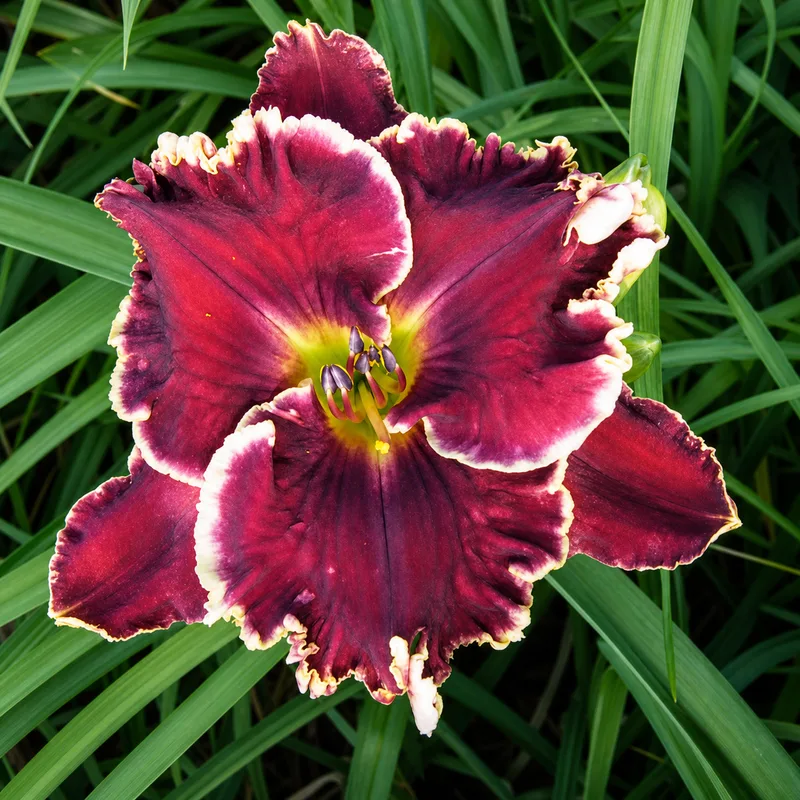 Calypso Berry