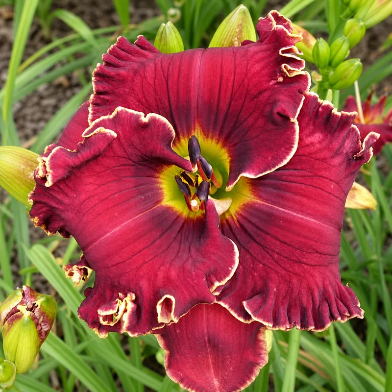 Bursting Into Life