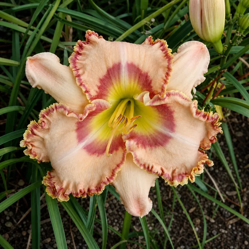 Creation Rejoices