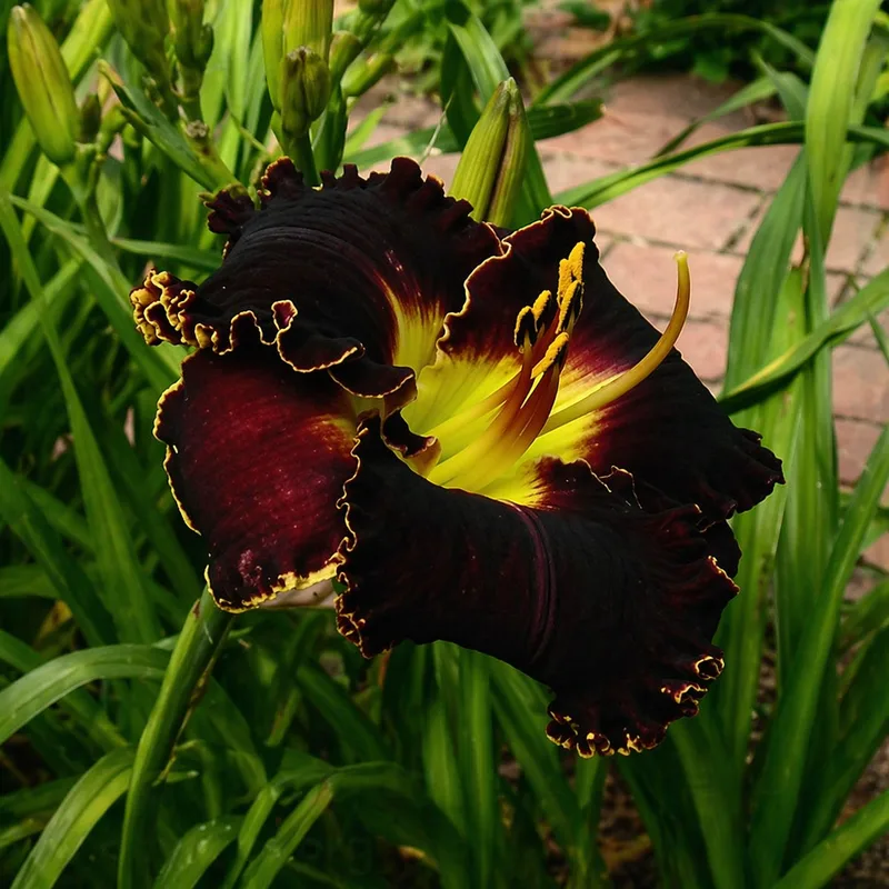 Victorian Garden Star Bright AHS image