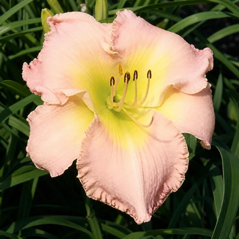 Bridgewater Pink