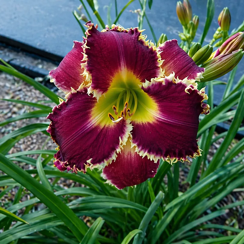 Venus Flytrap daylily bloom
