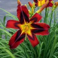 Heavenly Tiger Tails AHS image