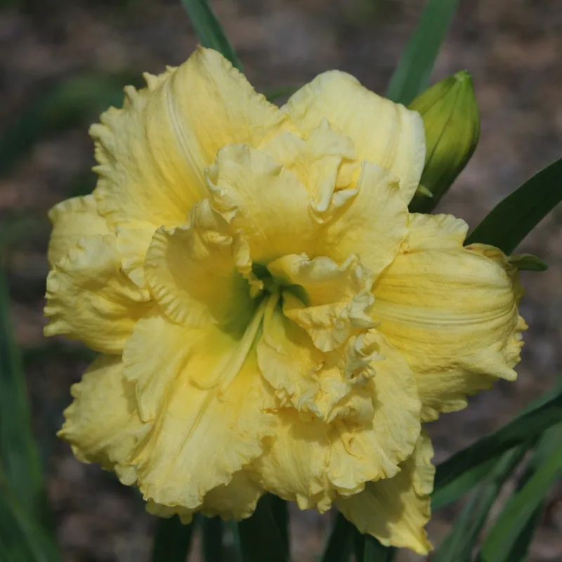 Cabbage Flower AHS image