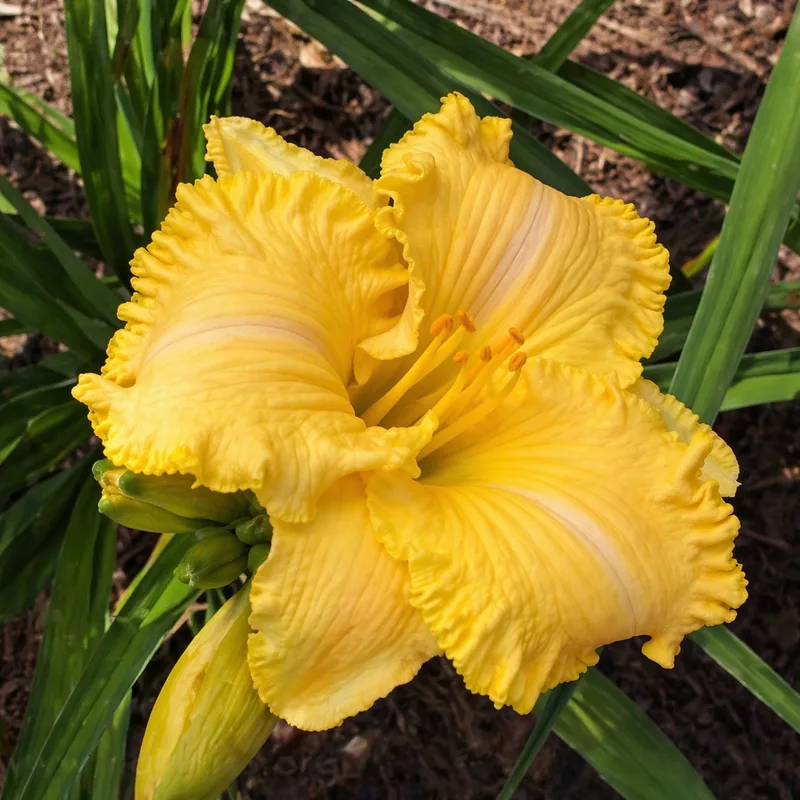 Golden Ladies