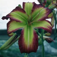 Rose F. Kennedy AHS image