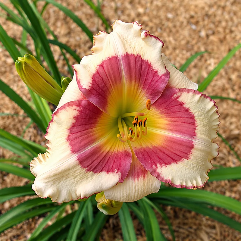 Grand Strand Beauty AHS image