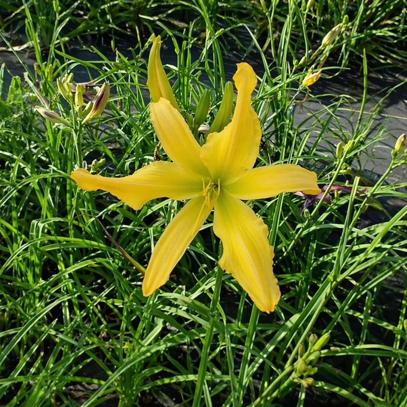 Elfin Sunshine daylily bloom