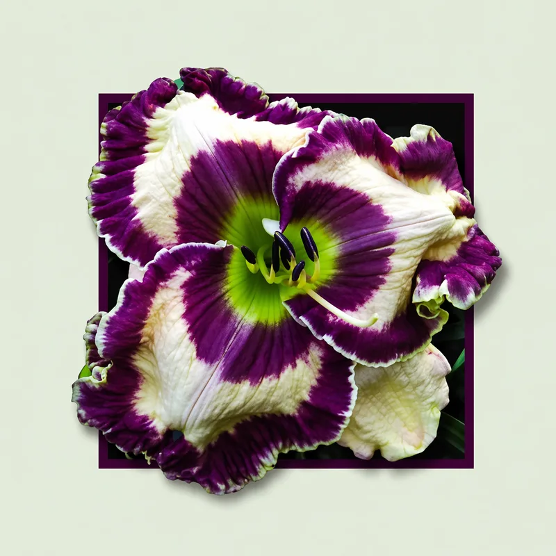 Doug Warner daylily bloom